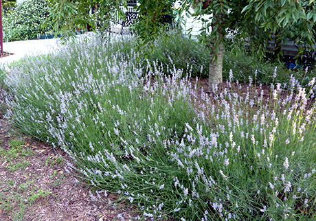 Lavender in the front yard