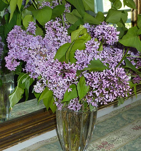 Vase of the last lilacs this season
