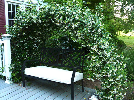 Confederate jasmine off the front walk