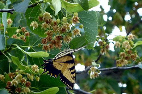 Linden tree in bloom, with swallowtail butterfly